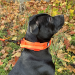 Cerberos Dog Collar