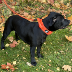 Cerberos Dog Collar