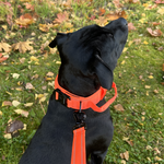 Cerberos Dog Collar