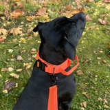 Cerberos Dog Collar