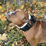 Cerberos Dog Collar