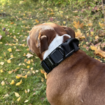 Cerberos Dog Collar