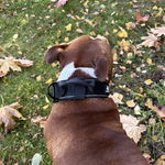 Cerberos Dog Collar