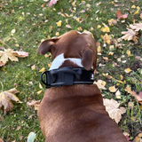 Cerberos Dog Collar