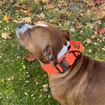 Cerberos Dog Collar