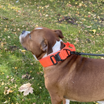Cerberos Dog Collar