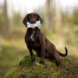 AniPlax Entsymatic Toothpaste For Dogs 75 ml